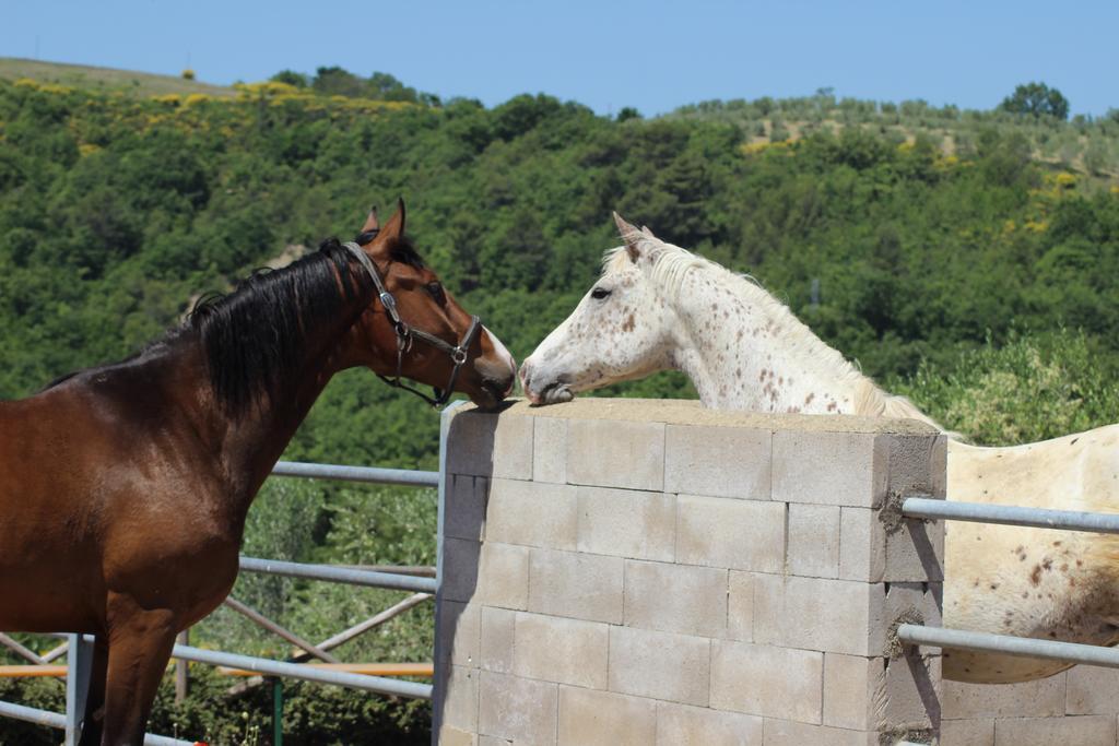Agriturismo Fattoria Di Monticello 新维南佐 外观 照片