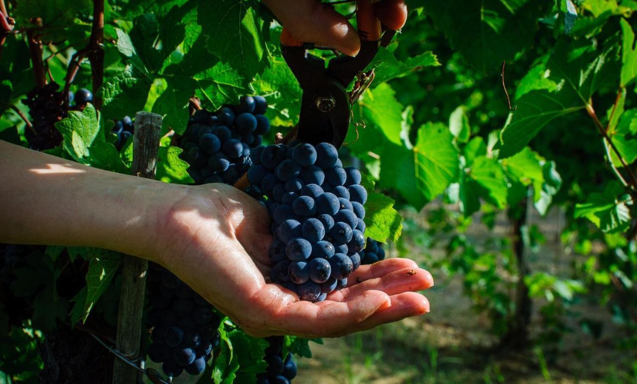 Agriturismo Fattoria Di Monticello 新维南佐 外观 照片
